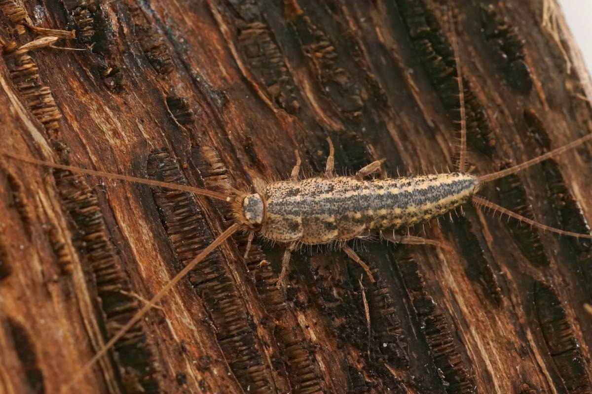 Detailed closeup on the four lines silverfish , Ctenolepisma lineatum sitting on wood