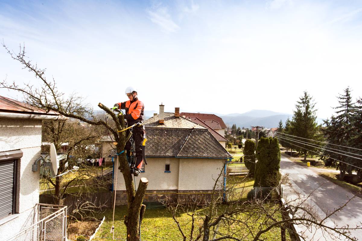 Lumberjack with chainsaw and harness pruning a tree. Arborist cuting tree branches.