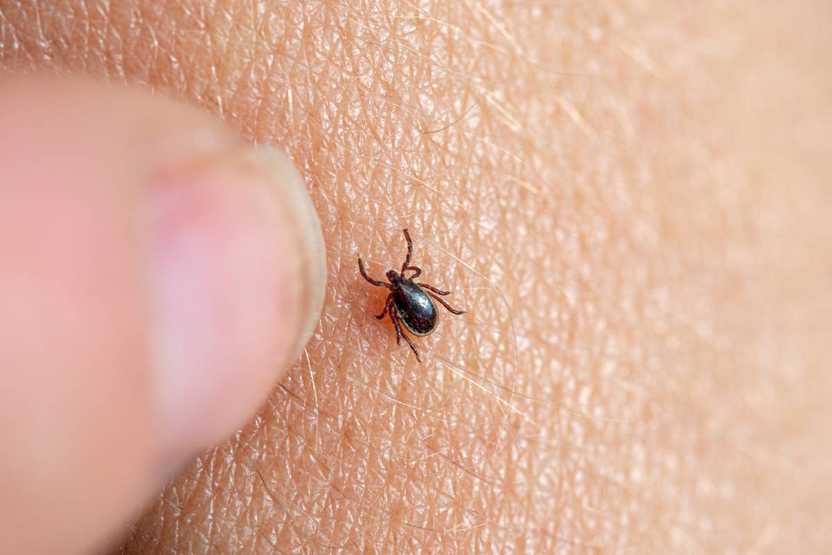 Brown tick on a human skin with a female finger about to remove it.