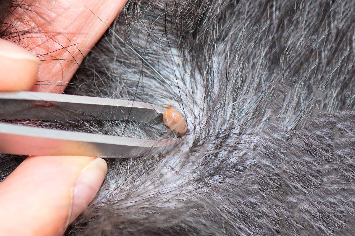 Removing a tick from a dog with fur.